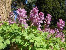 Plancia ëd Corydalis