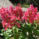 Image of <i>Corydalis transsylvanica</i>