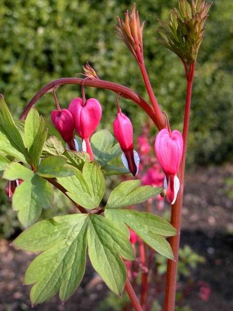 Image of bleeding heart