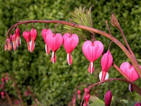 Image of bleeding heart