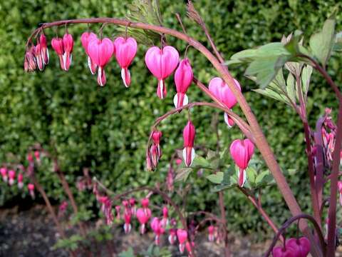 Image of bleeding heart