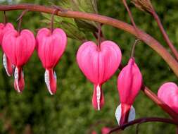 Image of bleeding heart