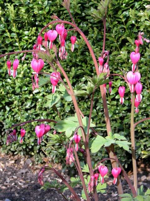 Image of bleeding heart