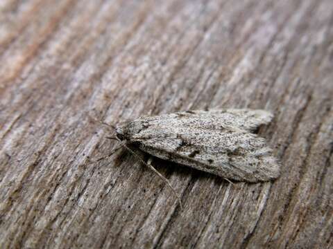 Image of Diurnea