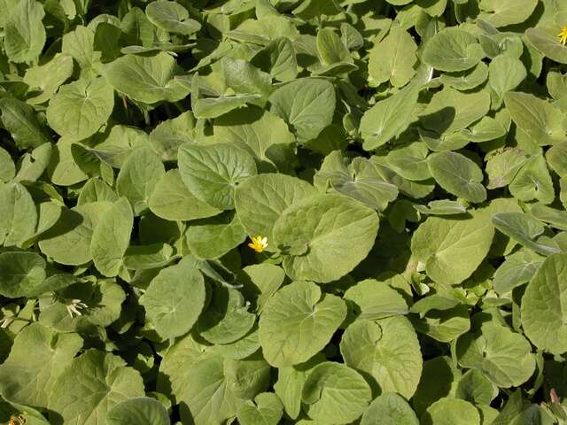 Image of false leopardbane