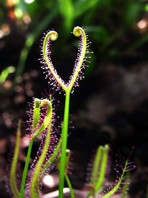 Image of Sundews