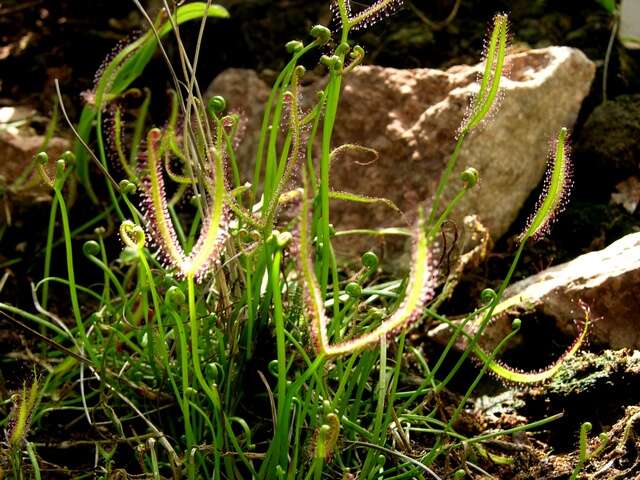 Image of Sundews