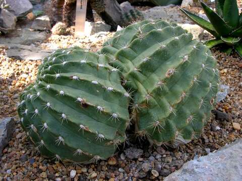 Echinopsis formosa (Pfeiff.) Jacobi ex Salm-Dyck resmi