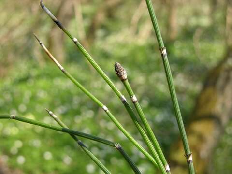 Image of <i>Equisetum hyemale</i>