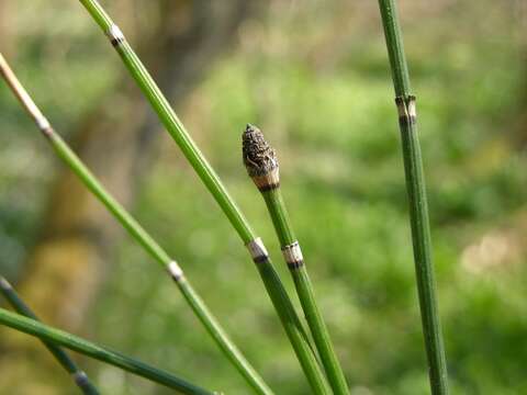 Image of <i>Equisetum hyemale</i>