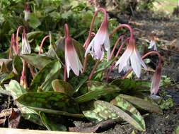 Image of Fawn lily