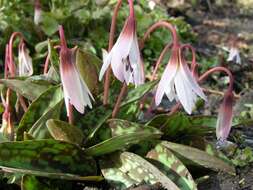 Image of Fawn lily