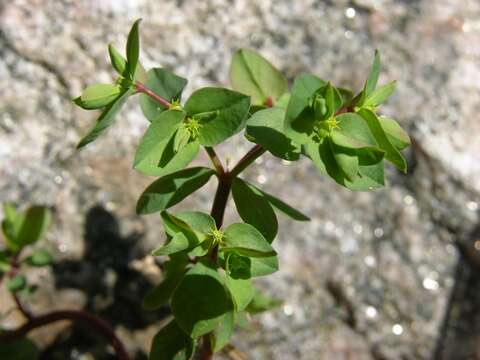 Image of cancer weed