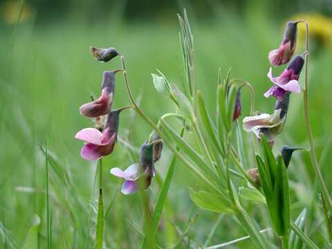 Lathyrus linifolius (Reichard) Bassler resmi