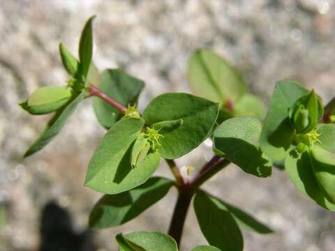 Image of cancer weed