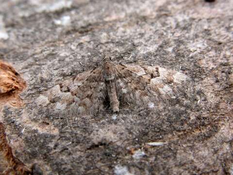 Imagem de Eupithecia lanceata Hübner 1826