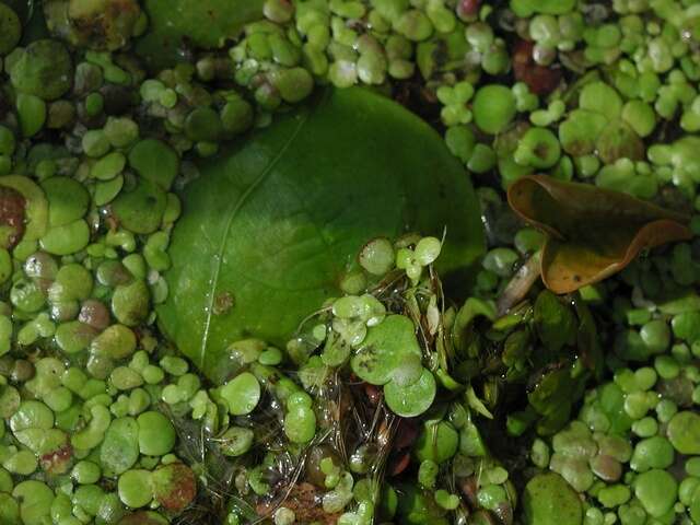 Image of duckweed