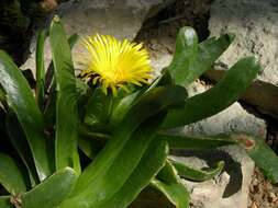 Image of Glottiphyllum