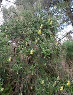 Image of Canary Island flatpod