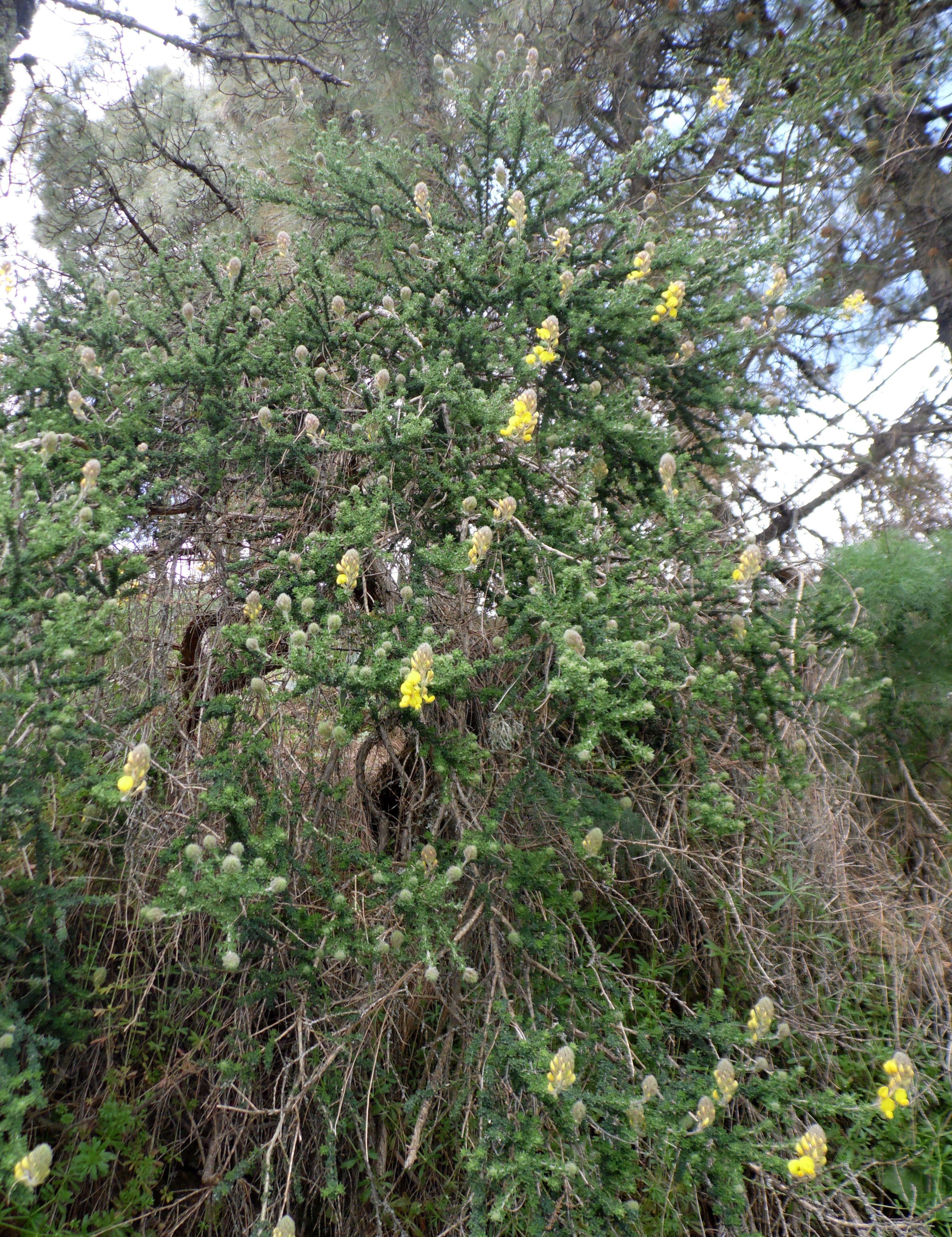 Слика од Adenocarpus foliolosus (Aiton) DC.