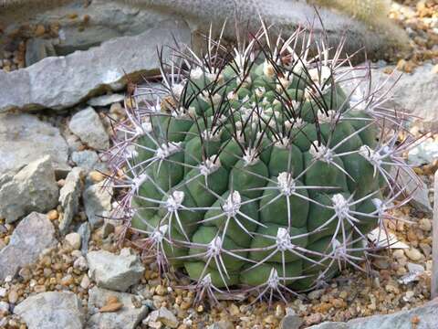 Image of Gymnocalycium marsoneri Fric ex Y. Itô