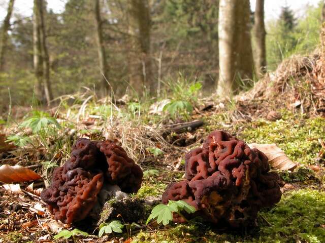 Image of Gyromitra