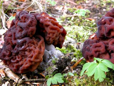 Image of Gyromitra