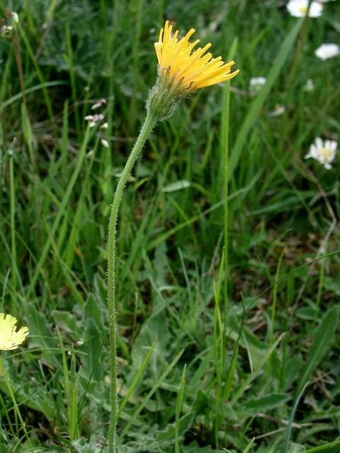 Image of hawkbit