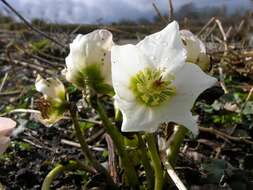 Image of Hellebore