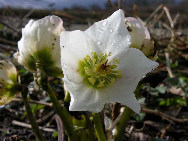 Image of Hellebore