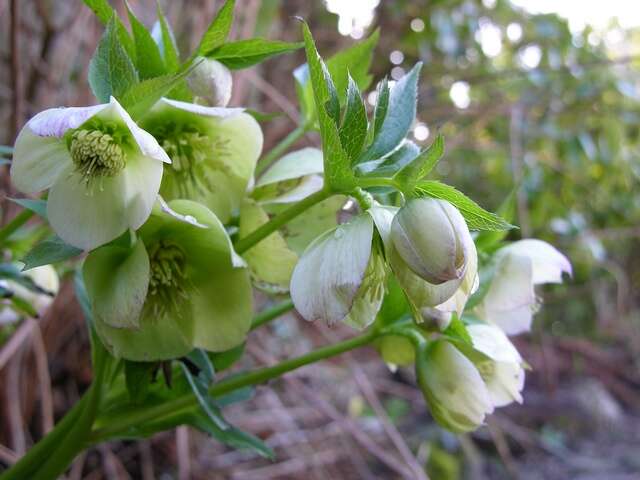 Image of <i>Helleborus orientalis</i> subsp. <i>abcasicus</i>