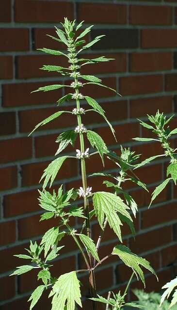 Image of motherwort