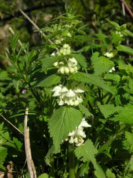 Image of deadnettle