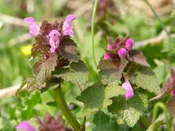 Image of purple deadnettle