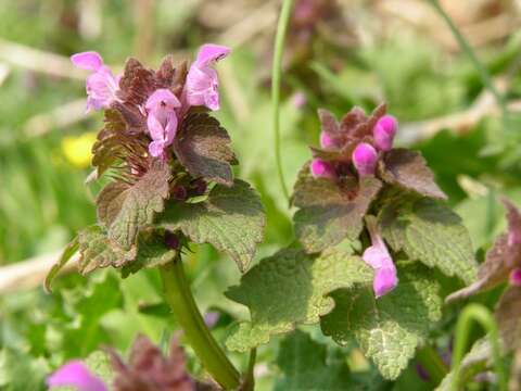 Imagem de Lamium purpureum var. purpureum