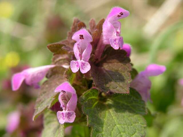 Image of purple deadnettle