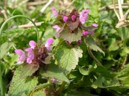 Image of purple deadnettle