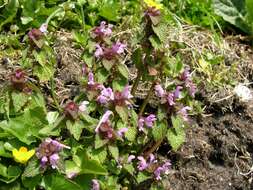 Imagem de Lamium purpureum var. purpureum