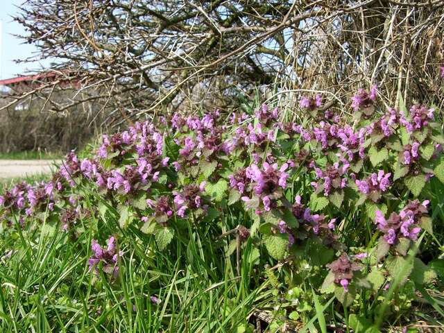 Imagem de Lamium purpureum var. purpureum