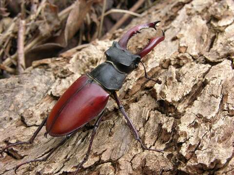 Image de Lucanus