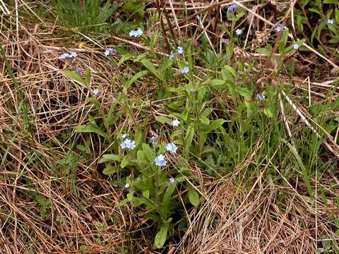 Image of forget-me-not