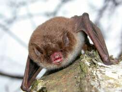 Image of Pond Bat