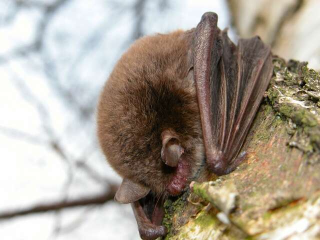 Plancia ëd Myotis dasycneme (Boie 1825)