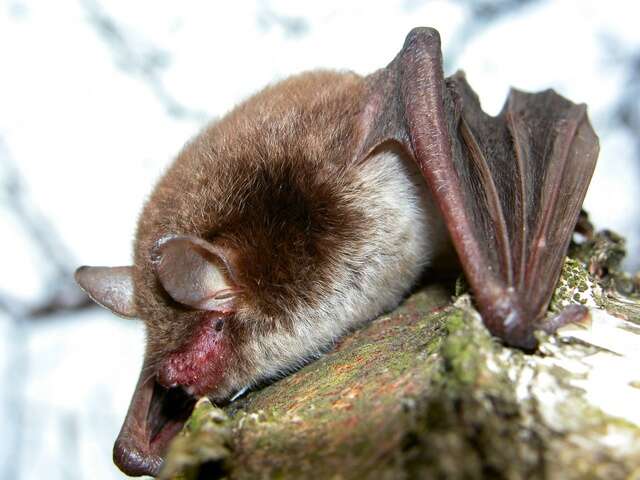 Plancia ëd Myotis dasycneme (Boie 1825)