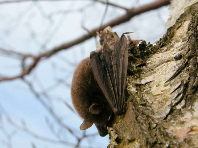 Image of Pond Bat