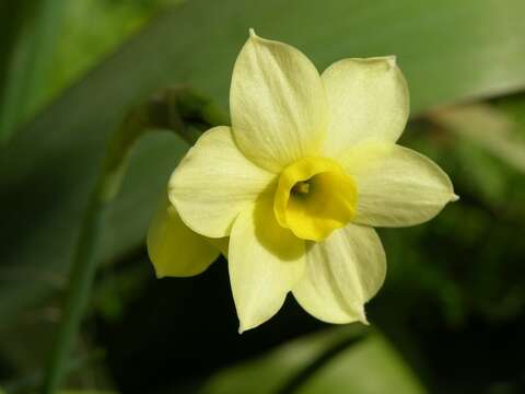 Image de Narcissus tazetta subsp. tazetta
