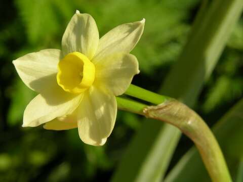 Narcissus tazetta subsp. tazetta的圖片