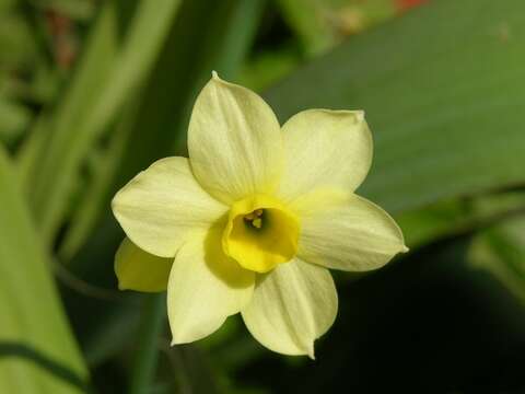 Narcissus tazetta subsp. tazetta的圖片