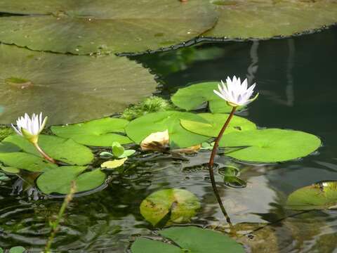 Image of Blue-Lotus