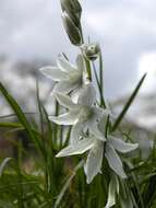 Image of Star-of-Bethlehem